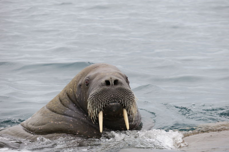 Noord-Oostland walrus