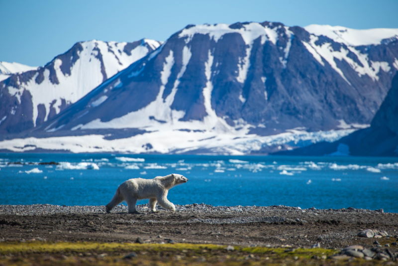 Spitsbergen ijsbeer