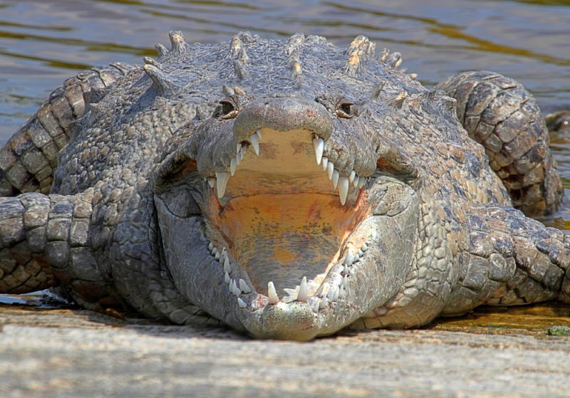 Spitssnuitkrokodil 2