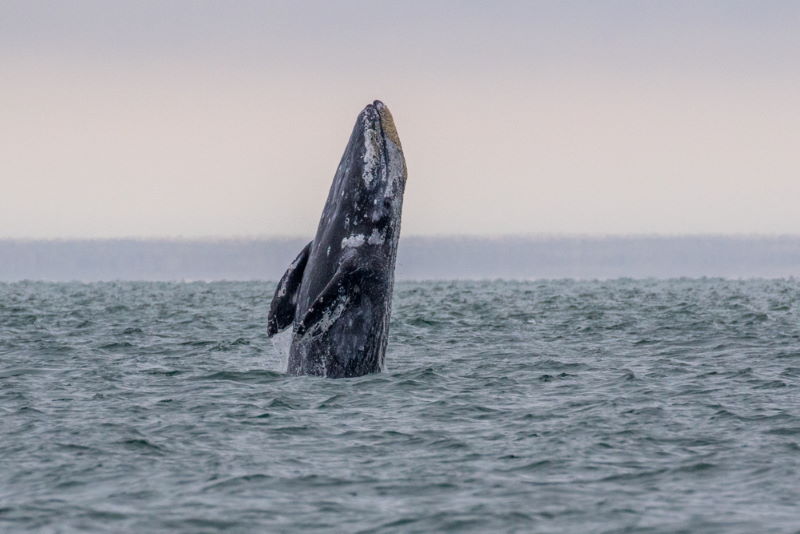 grijze walvis