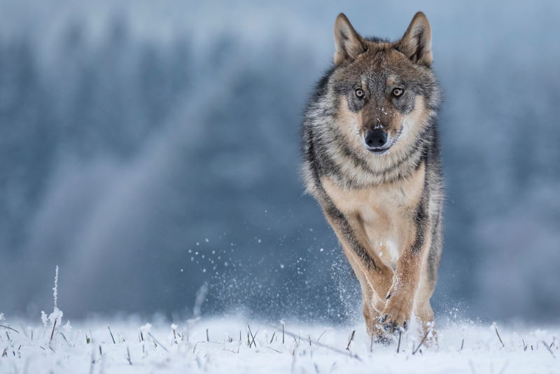 grijze wolf 2