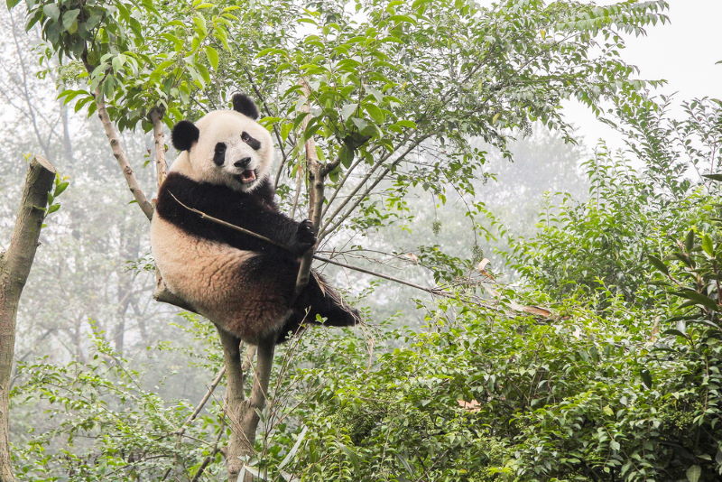 reuzenpanda