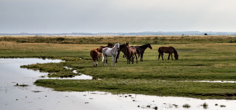 Insel Poel