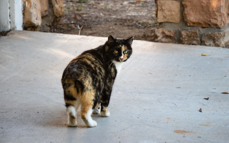manx eiland kat