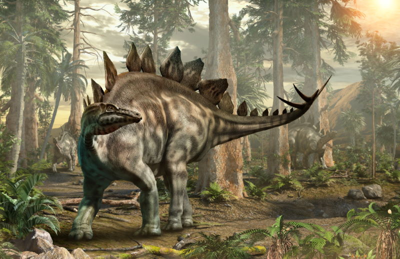Stegosaurus Stegosaurus