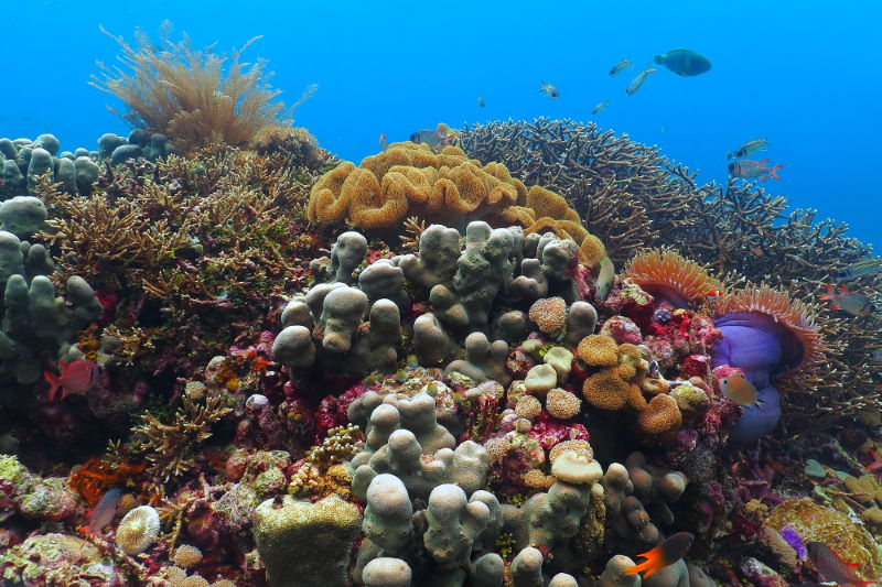 Apo Reef 2