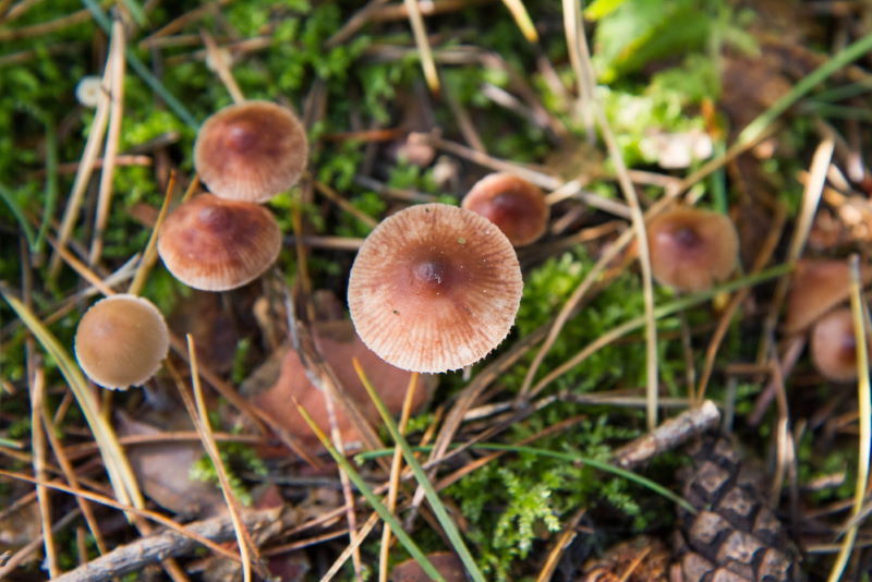 Conocybe filaris