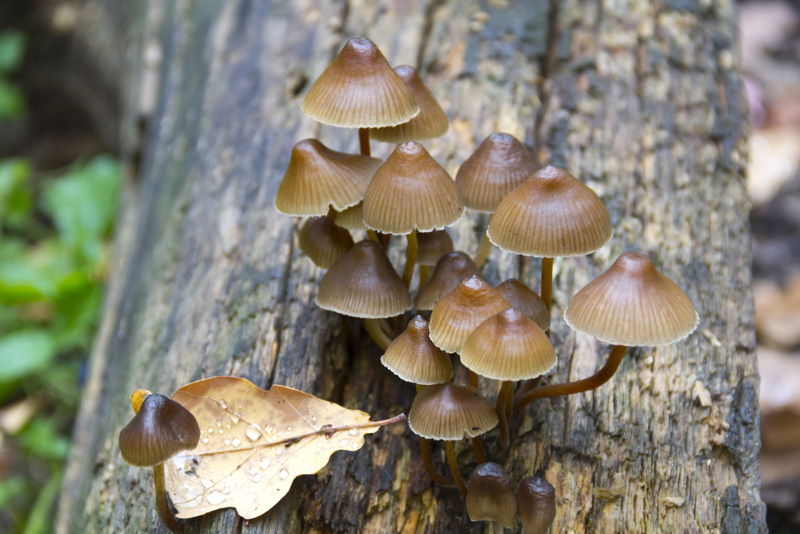 Galerina marginata