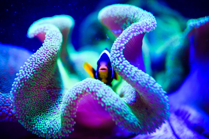 Great Barrier Reef 2