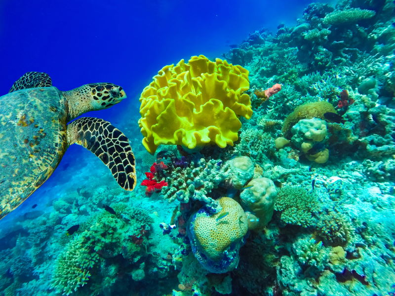 Great Florida Reef 2