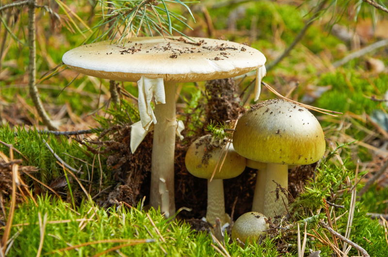 Groene knolamaniet