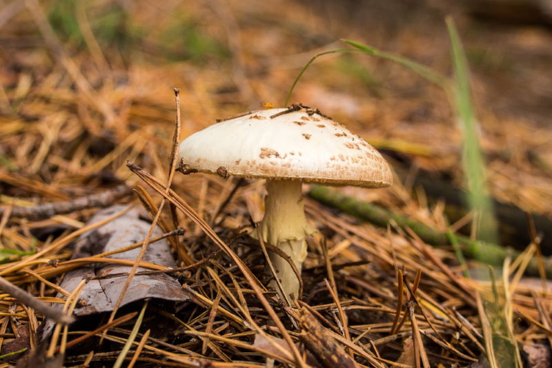 Lepiota brunneoincarnata