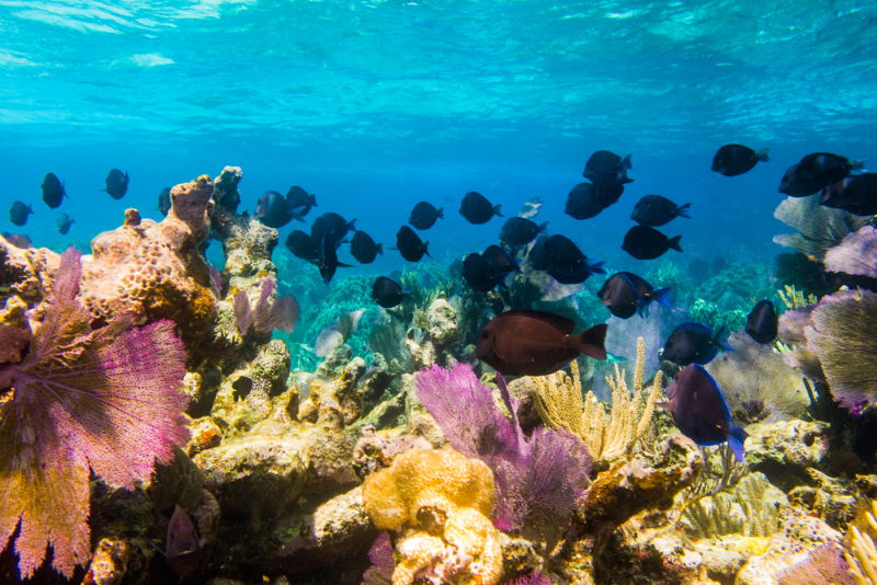 Mesoamerican Barrier Reef System