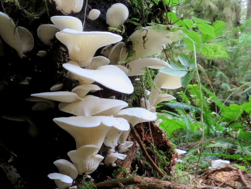 Pleurocybella porrigens