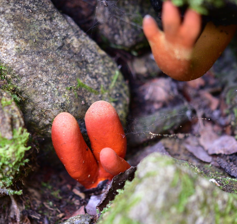 Podostroma cornu-damae