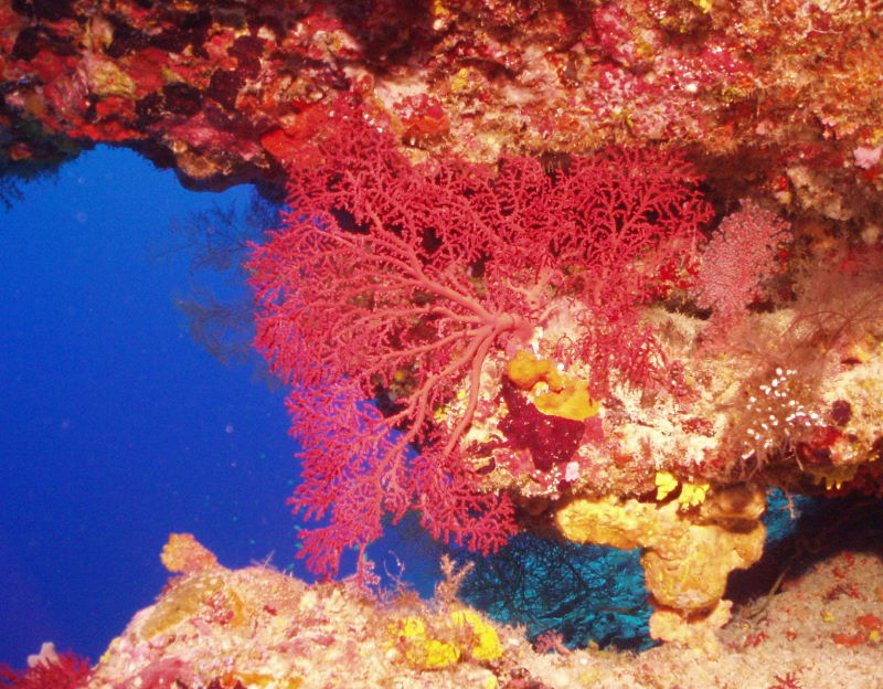 chagos