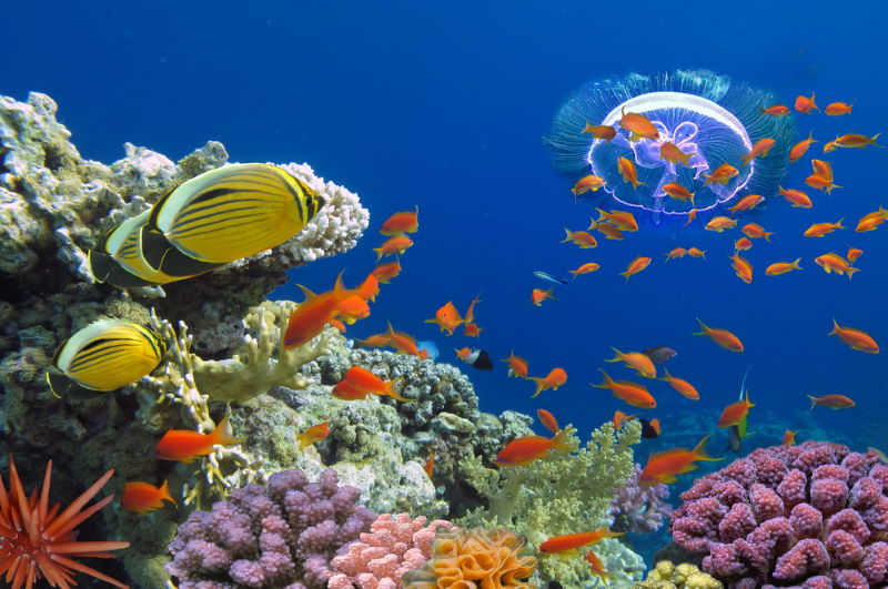 red sea koraal