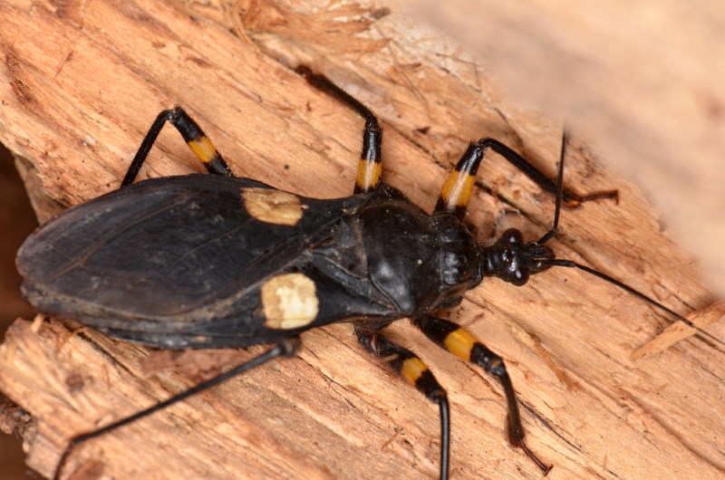 Platymeris biguttatus