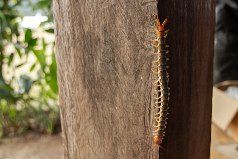 Scolopendra gigantea (2)