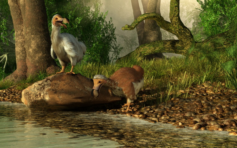 dodo