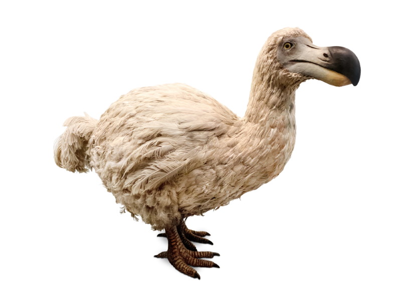 uitgestorven dodo