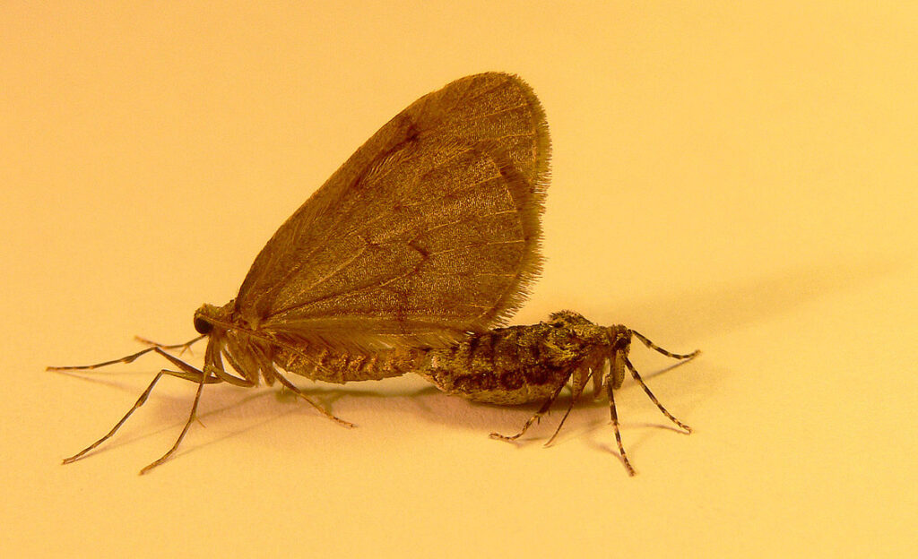 kleine wintervlinder