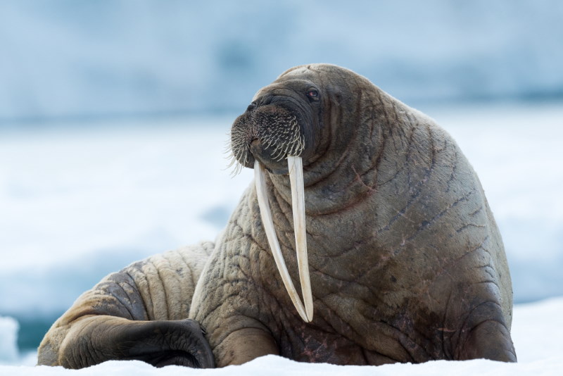 walrus man