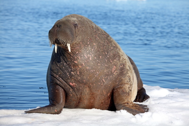 walrus vrouw