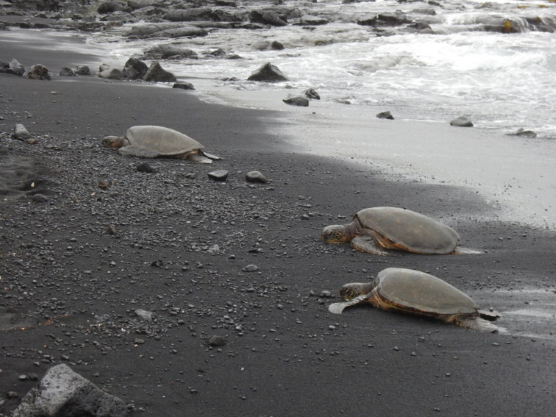 Punaluʻu Beach