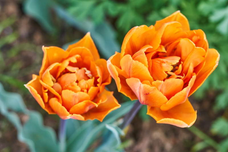 oranje