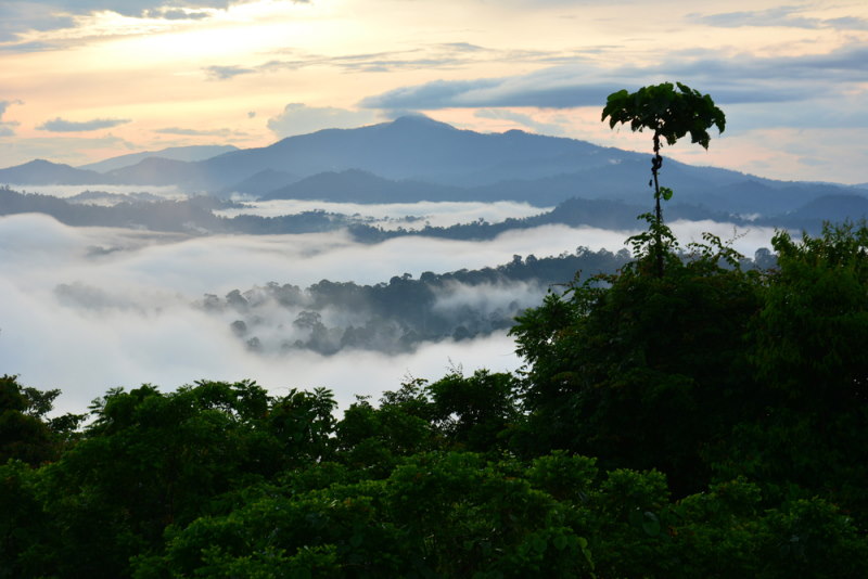 Borneo