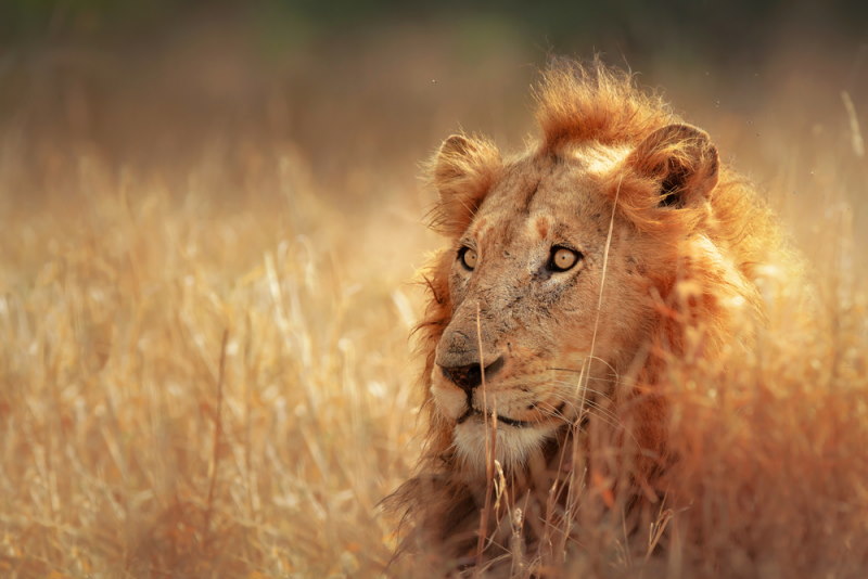 Kruger National Park 2
