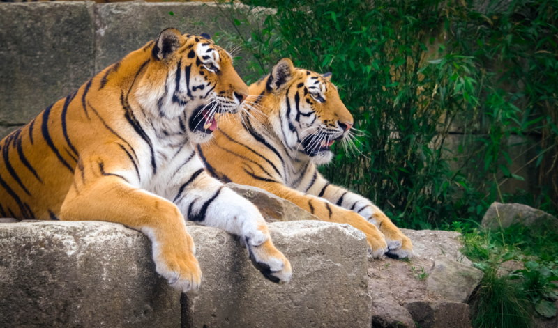 Zoo Hannover