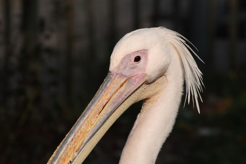 Zoo Osnabrück