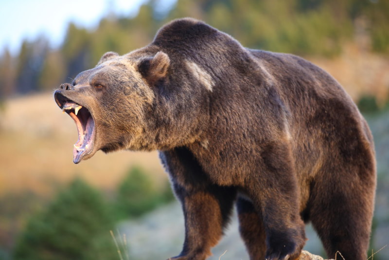 Grizzlybeer