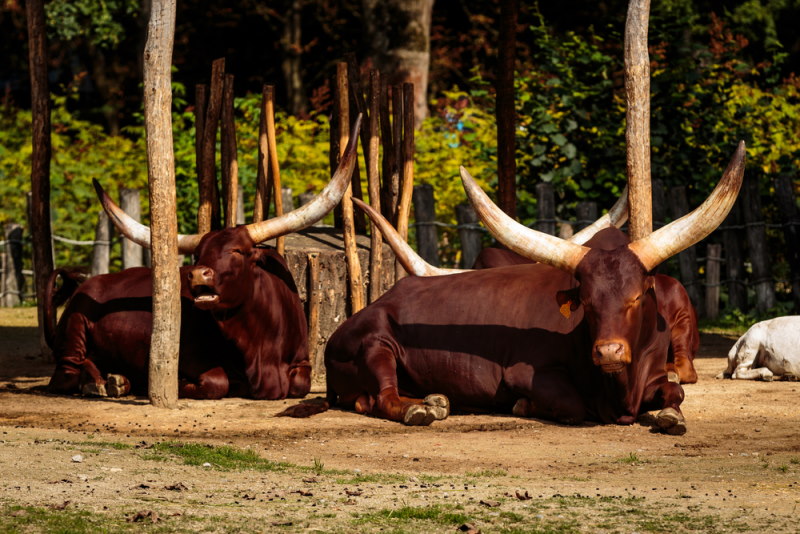 ZOO Planckendael