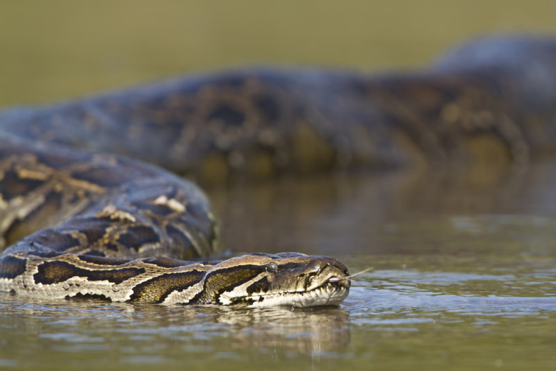 anaconda