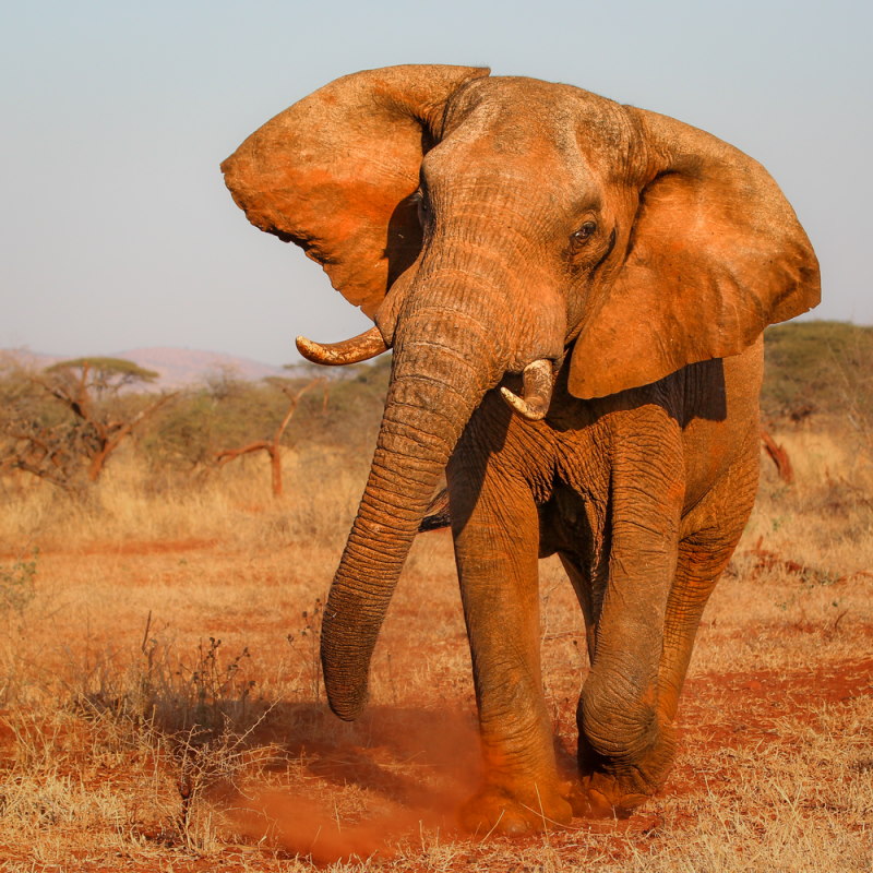 olifant