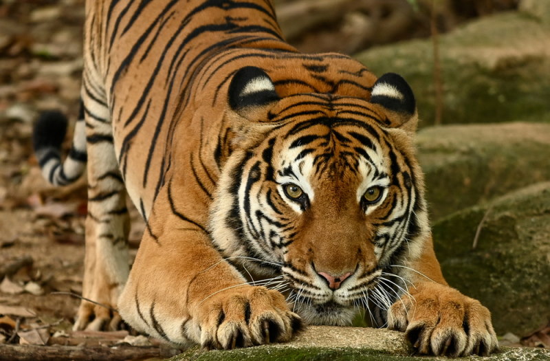 tijger (2)
