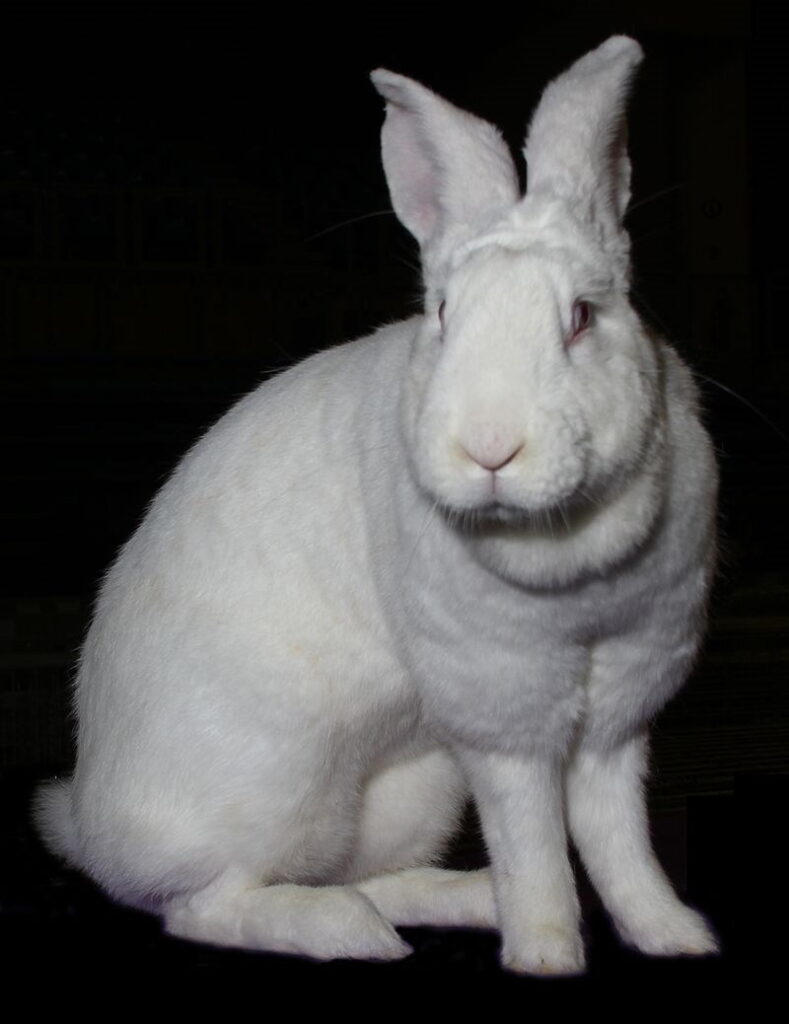 Blanc-de-Bouscat