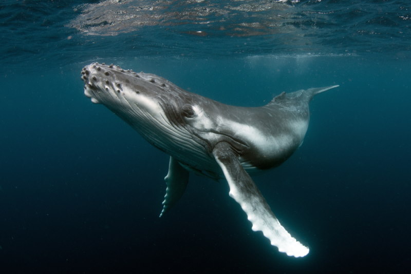 walvis