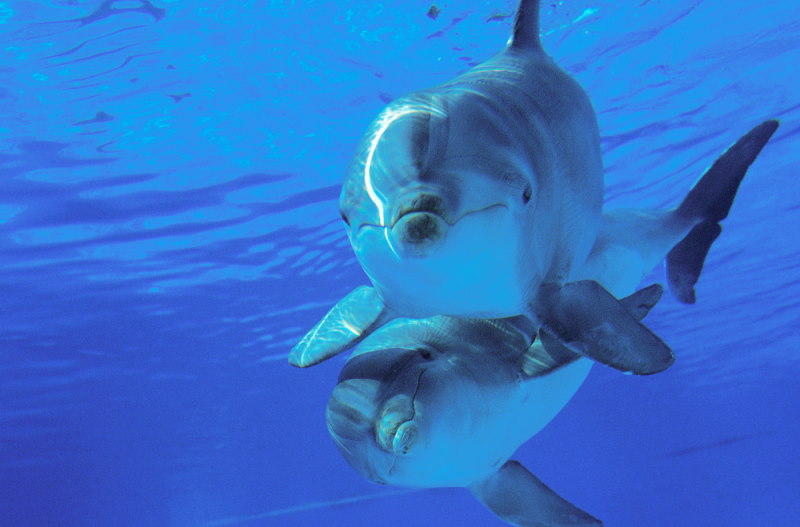 Tursiops truncatus