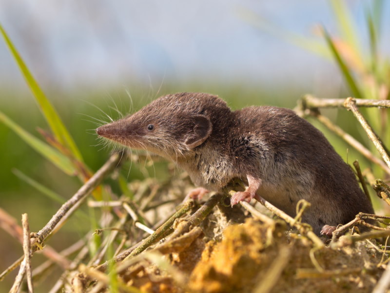 Veldspitsmuis