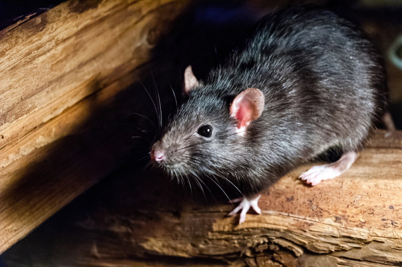 Zwarte rat
