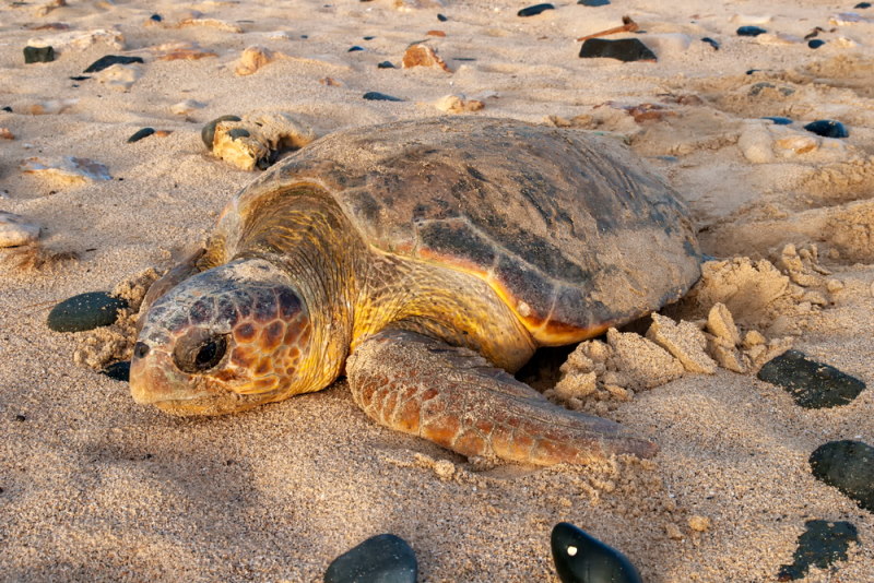 schildpad kaap verdie