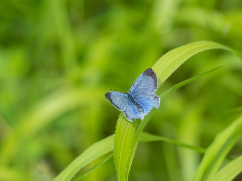 Boomblauwtje