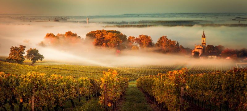 Bordeaux wijn