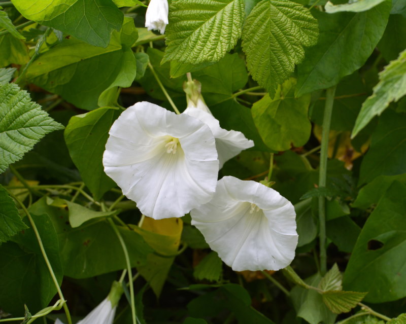 Haagwinde