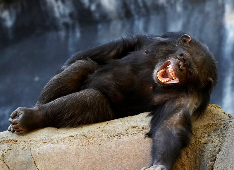 dieren die lachen
