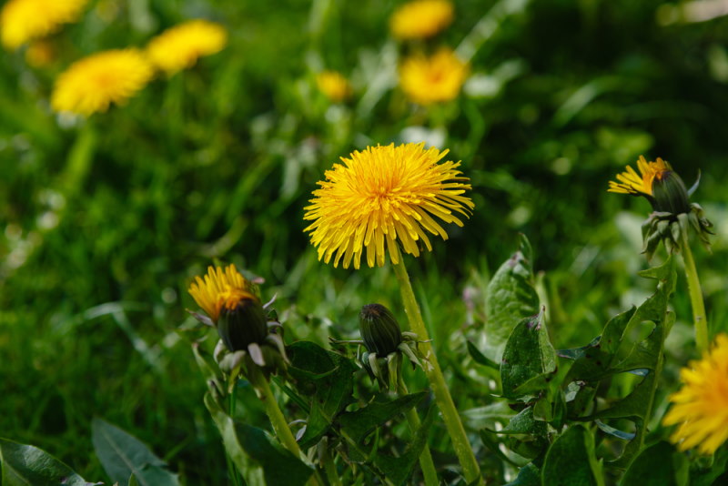 paardenbloem